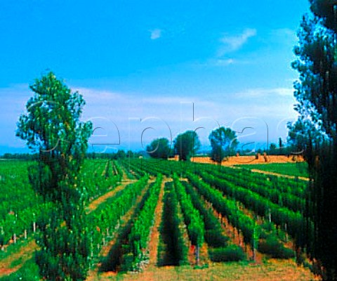 Vineyard near Cervignano Friuli Italy   Aquileia