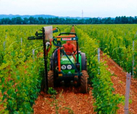 Trimming vines at Farra dIsonzo Friuli Italy      Isonzo