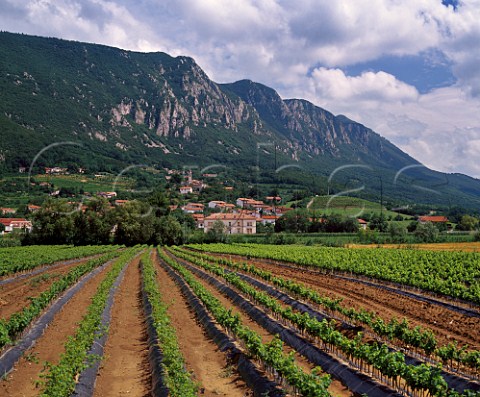 Vine nursery and vineyards Gradisce Slovenia      Brda