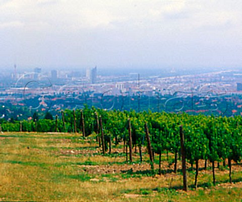 Grinzing vineyard overlooking Vienna Austria      Wien