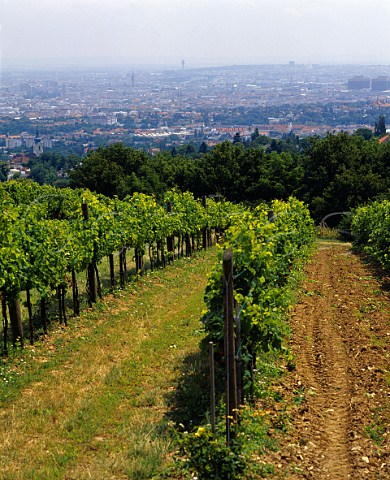 Vineyard at Grinzing overlooking Vienna Austria      Wien