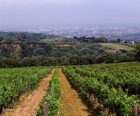 Vineyards in the Vienna Hills at Grinzing Austria     Wien