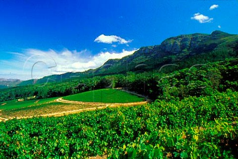 Vineyards of Klein Constantia on the   eastern slopes of the Constantiaberg   Constantia South Africa