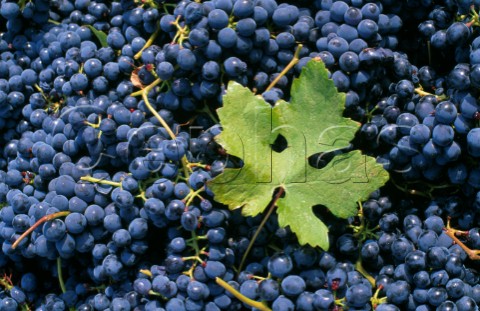 Harvested Barbera grapes Piemonte Italy