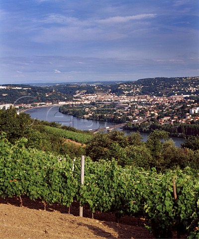 Vineyard above the Rhne with Vienne beyond   Seyssuel Isre France  Coteaux de Seyssuel    Vin de Pays des Collines Rhodaniennes