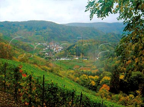 Vineyards overlooking the Ahr valley at Mayschoss    Germany  Ahr