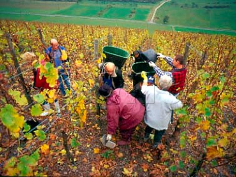 Egon Mller with Polish workers picking Riesling   grapes for Kabinett and Auslese wines in the   Scharzhofberg vineyard Wiltingen  Saar Germany    Mosel