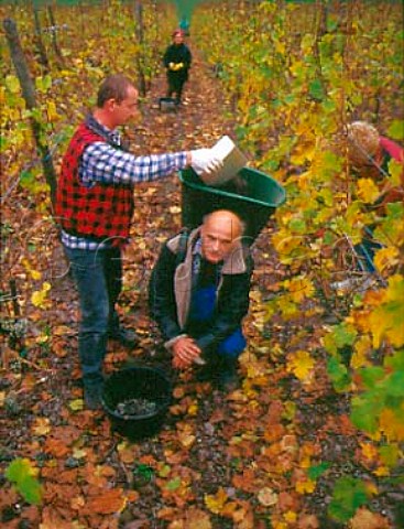 Polish workers picking botrytised Riesling grapes in   the Scharzhofberg vineyard owned by Egon Mller    Wiltingen  Saar Germany  Mosel