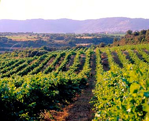 Rolling vineyards near Salas Bajas  Aragon  Spain   Somontano