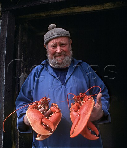 Fisherman with lobsters  Clovelly Devon England