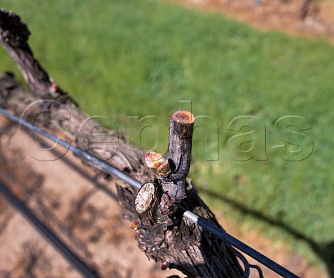The rising sap oozing from a pruned vine in early   Spring    Napa Valley California