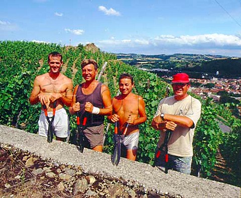 Pruning team in vineyard of Guigal on the   Cte Blonde Ampuis Rhne France   Cte Rtie