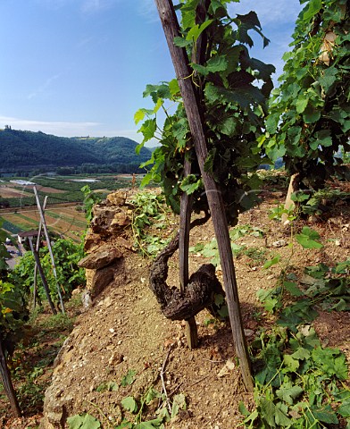100year old Syrah vine in La Mouline vineyard of  Guigal Ampuis Rhne France     Cte Rtie
