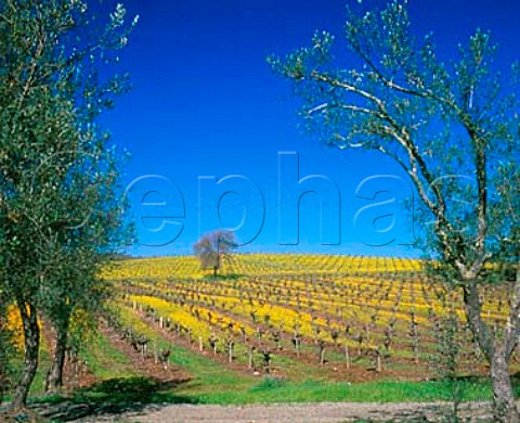 100year old olive trees by mustardfilled vineyard   of B R Cohn Glen Ellen Sonoma Co California   Sonoma Valley