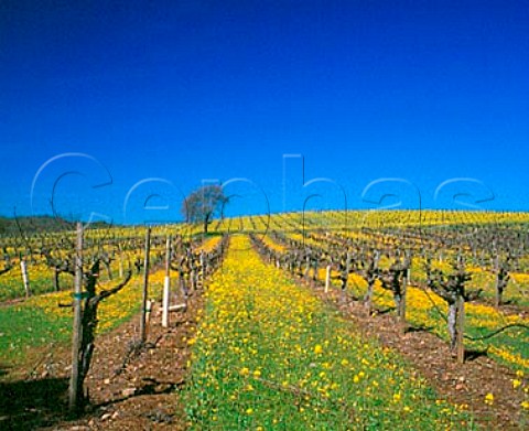 Mustardfilled vineyard of B R Cohn Glen Ellen   Sonoma Co California         Sonoma Valley