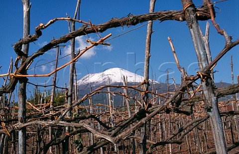 Vineyard of Mastroberardino in winter on the  southern slopes of Mount Vesuvius  Campania Italy  Lacryma Christi del Vesuvio