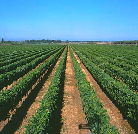 Tenuta Belvedere vineyard of Marchesi Antinori   where Guado al Tasso is made   Bolgheri Tuscany Italy