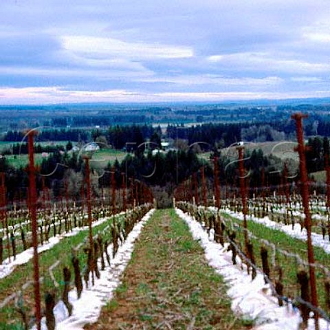 Ponzi Vineyards in winter Beaverton Oregon USA     Willamette Valley