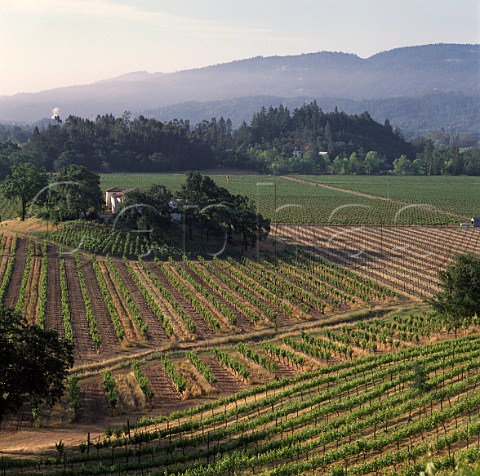 Vineyards of Chateau Montelena Calistoga Napa Valley California
