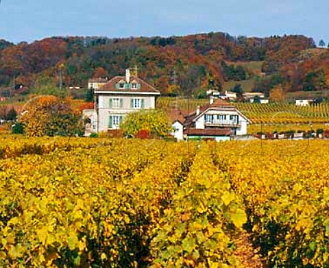 Autumnal Chasselas vineyard MontsurRolle   Vaud Switzerland    La Cte