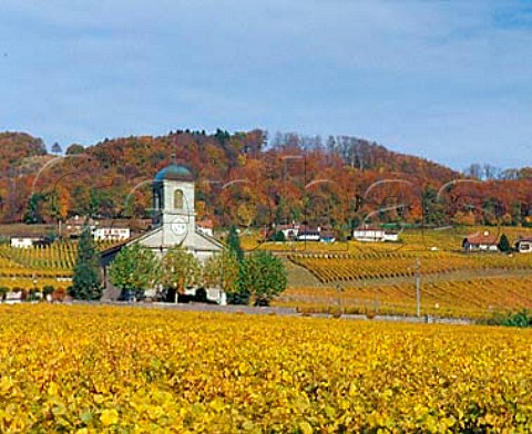 Autumnal Chasselas vineyard MontsurRolle   Vaud Switzerland    La Cte
