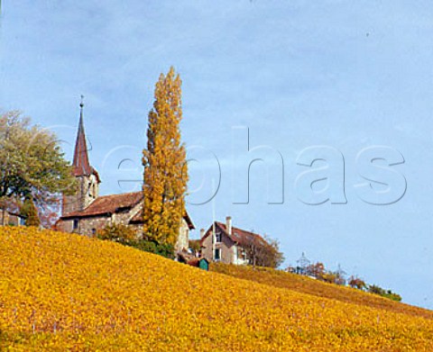 Autumnal Chasselas vineyard near Fchy    Vaud Switzerland    La Cte
