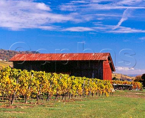 Red barn in Chasselas vineyard near Gilly   Vaud Switzerland      La Cte