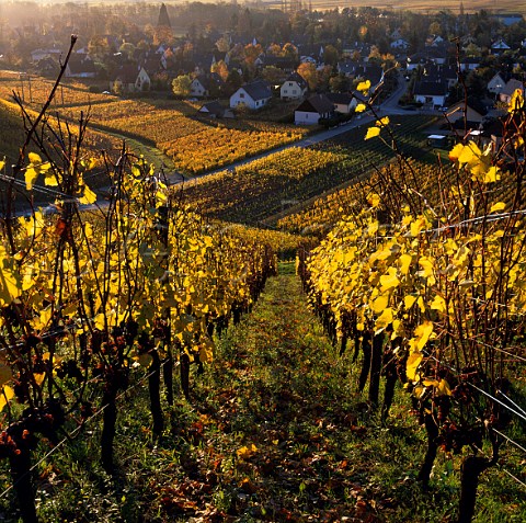 Pinot Gris grapes in the Brand vineyard of Domaine   ZindHumbrecht left on the vine until late October   for Vendange Tardive   Turckheim HautRhin France   Alsace Grand Cru