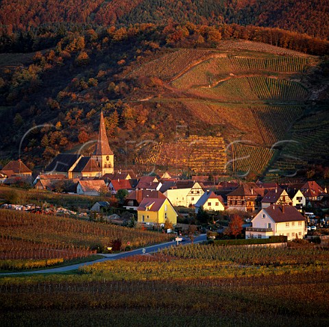 The Sommerberg vineyard above Niedermorschwihr   HautRhin France     Alsace Grand Cru