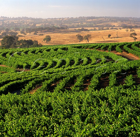 Contourplanted vineyard on the Tollana Woodbury Estate Eden Valley South Australia