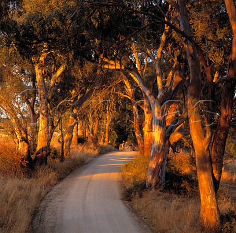 Dirt road lined with gum trees near Mountadam   Estate on the High Eden Ridge   Eden Valley South Australia