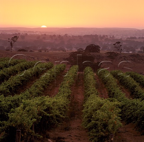 Sunrise over vineyard on Mountadam Estate   Eden Valley South Australia
