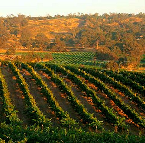 Early morning light on vineyards of   Mountadam Estate Eden Valley South Australia
