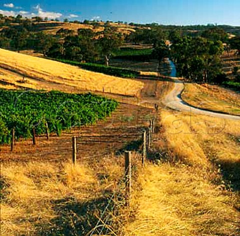 Vineyards and dirt road in the Barossa foothills   near Tanunda South Australia          Barossa Valley