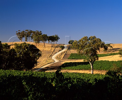 Vineyards and dirt road in the Barossa foothills   near Tanunda South Australia          Barossa Valley