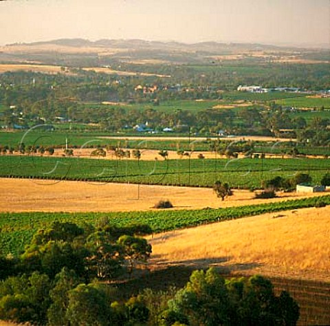 View over vineyards in the Barossa Valley to   Tanunda South Australia