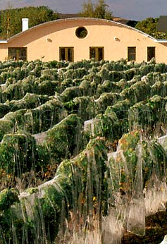 Antibird netting protects vines of   Martinborough Vineyard next to their   winery Martinborough New Zealand   Wairarapa