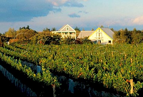 Dry River winery and vineyard   Martinborough New Zealand   Wairarapa