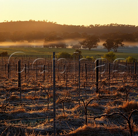 Early spring in vineyard of Pikes Wines in the Polish Hill River region Sevenhill South Australia  Clare Valley