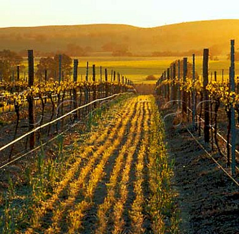 Early spring in vineyard of Pikes Wines in the   Polish Hill River region Sevenhill South Australia  Clare Valley