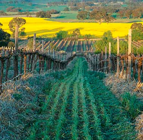 Early spring in vineyard of Pikes Wines in the   Polish Hill River region Sevenhill South Australia  Clare Valley
