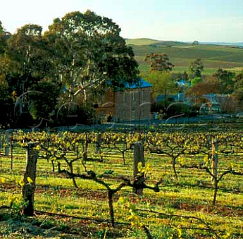 Riesling vineyard of Crabtree of Watervale   Watervale South Australia   Clare Valley