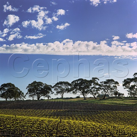 Vineyard and gum trees Watervale South Australia   Clare Valley