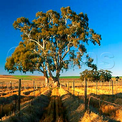 Straw mulched vines in Bastians Block vineyard of   Leasingham Auburn South Australia   Clare Valley