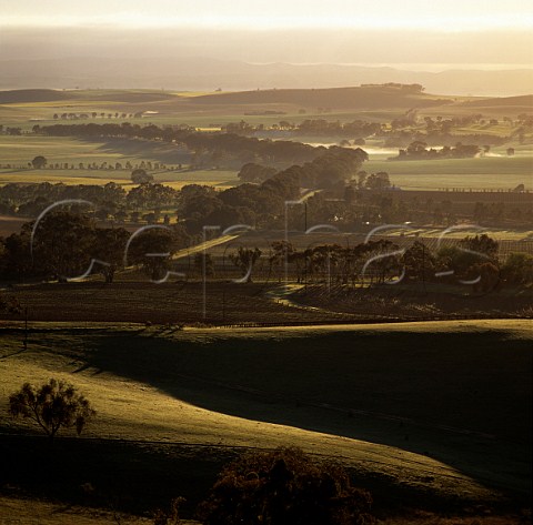 Early morning view over Penfolds Clare Estate   vineyards in the Polish Hill River region   Sevenhill South Australia    Clare Valley