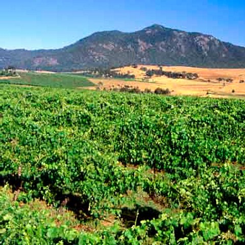Vineyard of Mount Langi Ghiran Buangor Victoria   Australia    Grampians