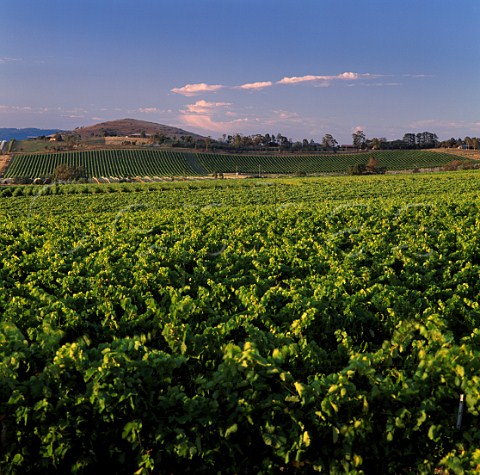 De Bortoli vineyard at Dixons Creek Victoria Australia Yarra Valley