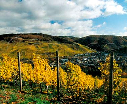 Steep slopes of the Graben and Doctor vineyards   overlooking BernkastelKues seen from the Rosenberg   vineyard Germany    Mosel