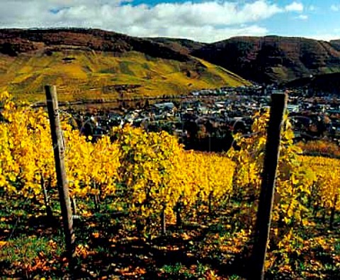 Steep slopes of the Graben and Doctor vineyards   overlooking BernkastelKues seen from the Rosenberg   vineyard Germany    Mosel