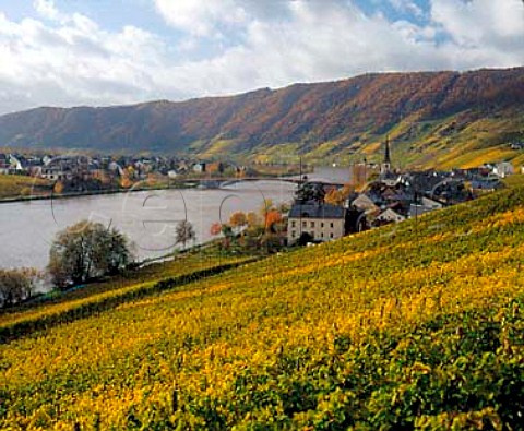 Autumnal Riesling vines in the Goldtrpfchen   vineyard at Piesport Germany    Mosel